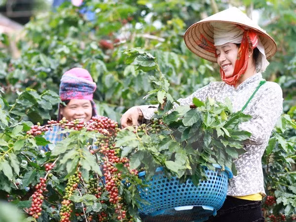 Dak Lak’s aims for poverty rate below 5 percent in 2020 ảnh 1