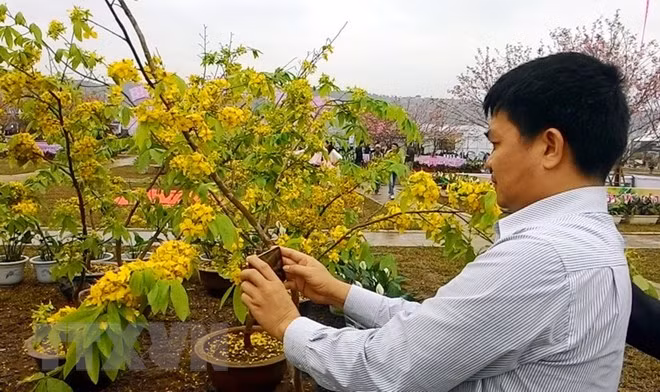 Cherry blossom - yellow ochna flower festival to open in Quang Ninh ảnh 1