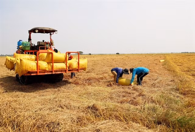 Farmers harvest rice in the Mekong Delta province of An Giang. The province is among the three largest rice-producing areas in Vietnam. (Photo: VNA)