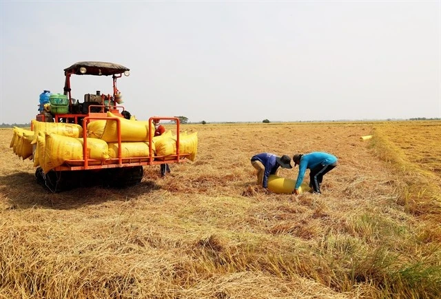 Farmers harvest rice in the Mekong Delta province of An Giang. The province is among the three largest rice-producing areas in Vietnam. (Photo: VNA)