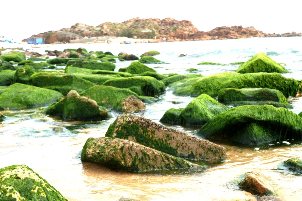 Located just 10km north of Quy Nhon city in the south-central province of Binh Dinh, Nhon Hai commune has emerged as a captivating destination, drawing a growing number of visitors eager to experience its breathtaking natural beauty. (Photo: VNA)