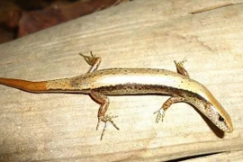 A Scincella truongi Pham lizard (Photo: VNA)