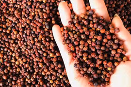 Peppercorns from Vietnam's Central Highlands province of Gia Lai (Photo: VNA)