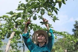 A farmer in Lai Chau province takes care of a passion fruit tree. (Photo: VNA)