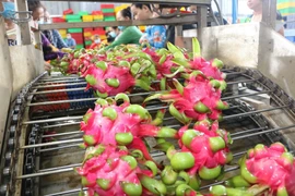 Processing dragon fruit for exports (Photo: VNA)