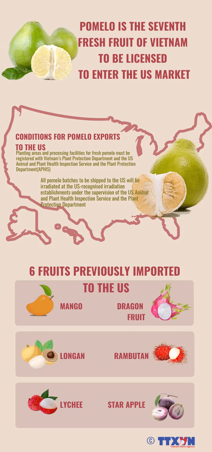 Pomelo - Seventh fresh fruit of Vietnam to be licensed to enter US market ảnh 1