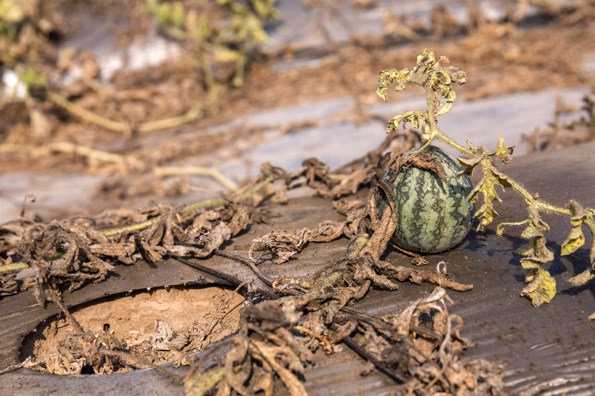 Mekong Delta locals respond to drought and saltwater intrusion ảnh 3