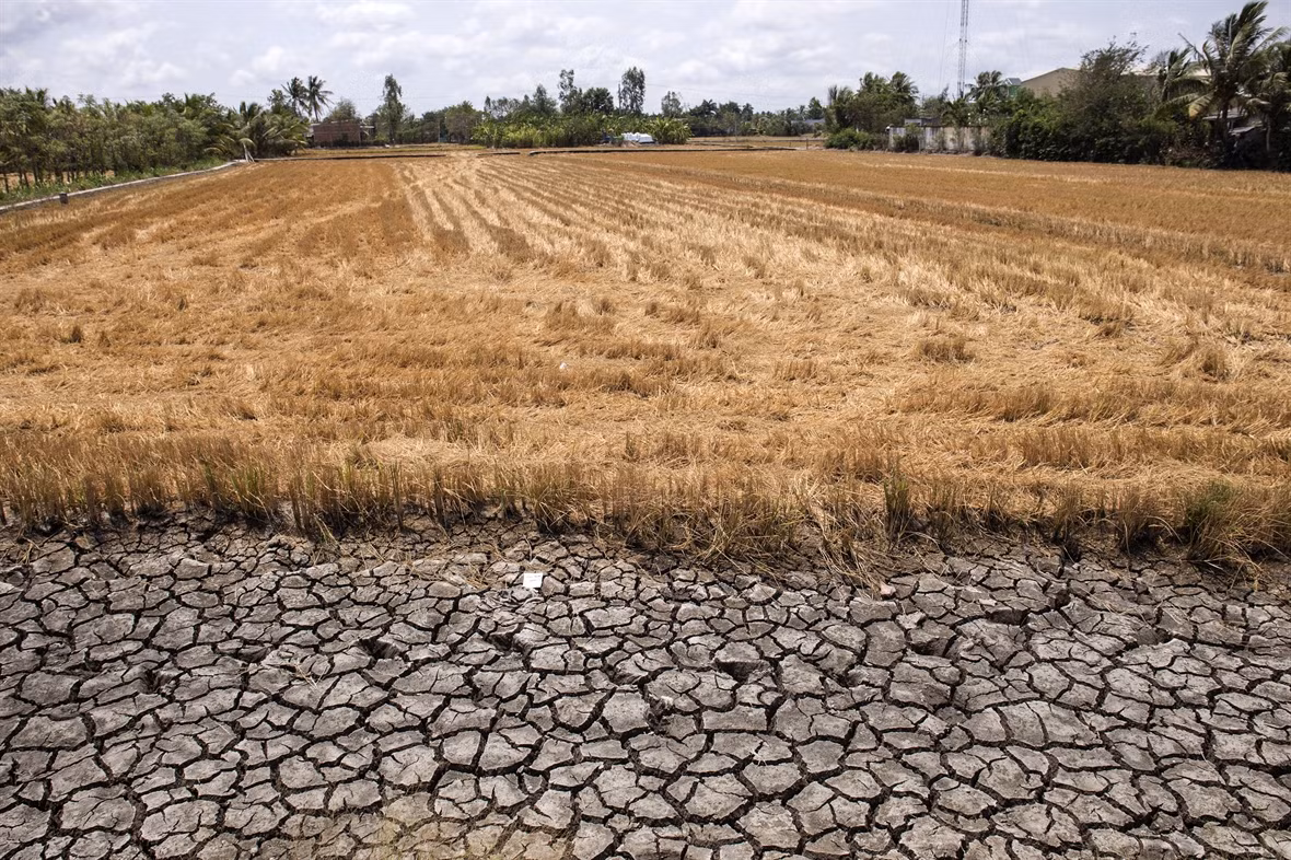 Mekong Delta locals respond to drought and saltwater intrusion ảnh 6