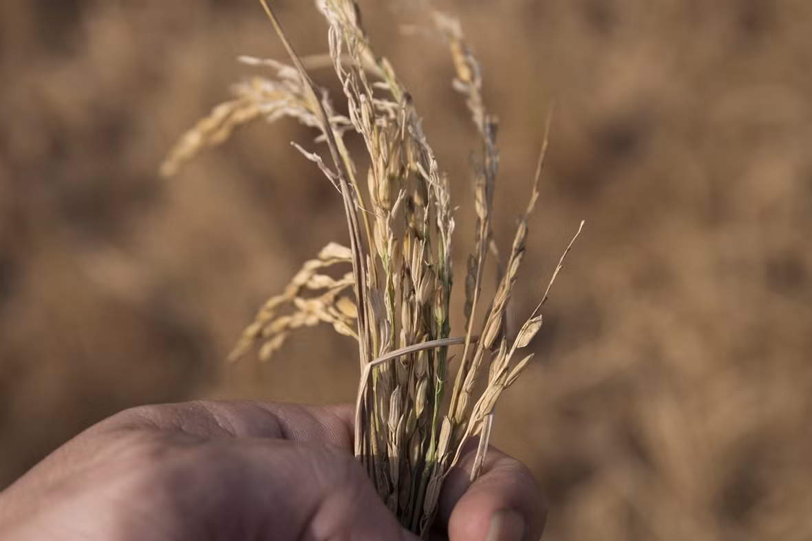 Mekong Delta locals respond to drought and saltwater intrusion ảnh 5