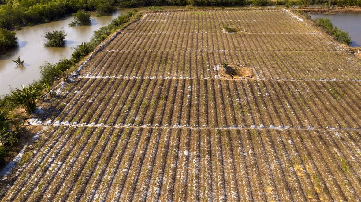 Mekong Delta locals respond to drought and saltwater intrusion ảnh 4