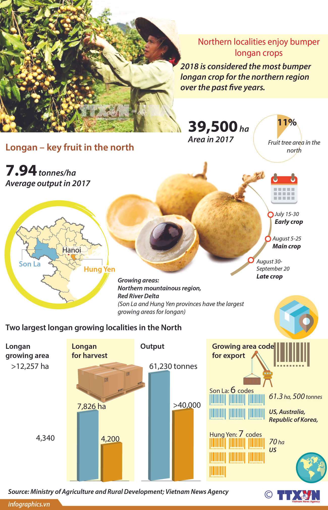Northern localities enjoy bumper longan crops ảnh 1
