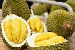 Vietnamese durian gaining popularity in China