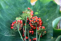Ngoc Linh ginseng: Precious natural gift from Da Nang’s ancient forests