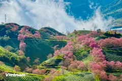 Why Vietnam is captivating the world