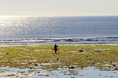 Seaweed fields in Ninh Thuan