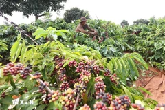 Agriculture-environment sectors report strong performance in January–February
