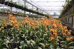 Bao Loc taps into high-tech future for wild orchid industry