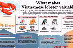 What makes Vietnamese lobster valuable
