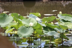 Hue lotus in full bloom