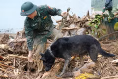 Sniffer dogs deployed to search for victims missing after Lai Chau flash flood
