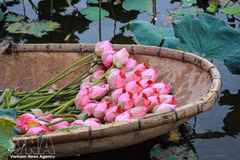 Quang An lotus tea craft keeps West Lake heritage alive