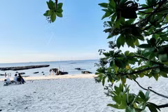 Phong Ba blossoms: Symbol of resilience on Ly Son island