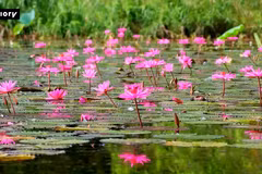 Purple water lilies bloom in Ninh Binh - land of heritage