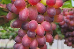 Khanh Hoa farmers prepare for Lunar New Year grape harvest