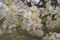 Moc Chau plateau awash in white plum blossoms