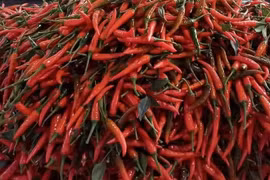 FAO helps Laos push chilli exports