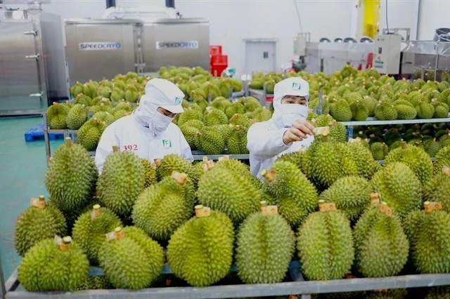 Durians being prepared for export. (Photo: phunuonline.com.vn)