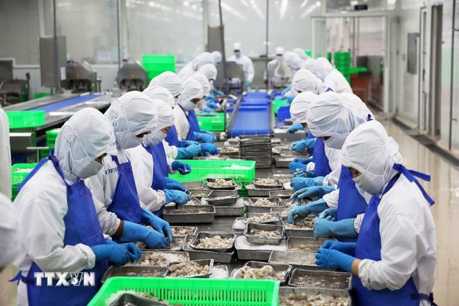 An export shrimp processing line in Ho Chi Minh City (Photo: VNA)