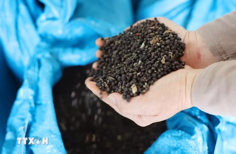 Vietnam’s pepper exports maintain strong growth momentum of over 25%, earning nearly 1.4 billion USD in the first ten months of 2025. (Photo: VNA)