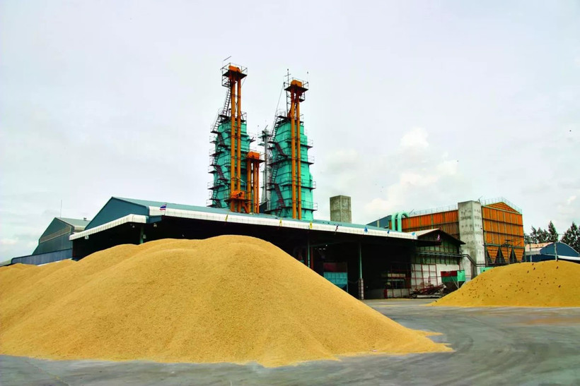 Given continued volatility in the global rice market, the Thai cabinet approved extending interest compensation for stockpiling paddy rice for another six months. (Photo: Bangkok Post)