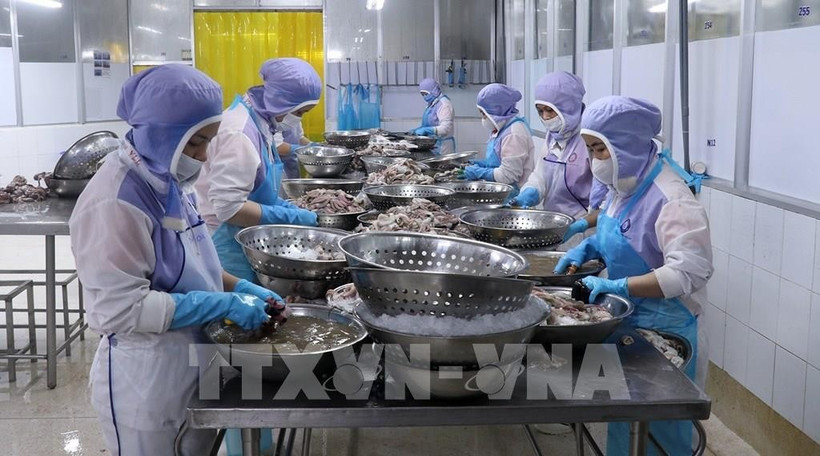 Workers process seafood for export at Huy Nam Co., Ltd in Kien Giang province. (Photo: VNA)