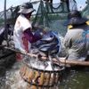 Farmers harvest pangasius at a fish farm in An Giang province, where the industry continues to adapt to shifting global demand. (Photo: VNA)