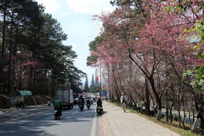 Cherry trees in full bloom along Tran Hung Dao street in Xuan Huong – Da Lat ward, (Photo: VNA)