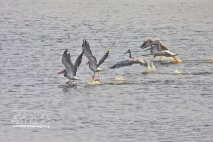 Rare spot-billed pelicans appear at Tram Chim National Park after six years of absence. (Photo: VNA) 