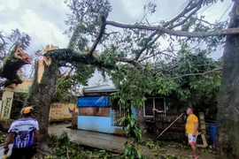 Trees fall during Typhoon Bualoi in Masbate province of the Philippines on September 26, 2025. (Photo: Xinhua/VNA)