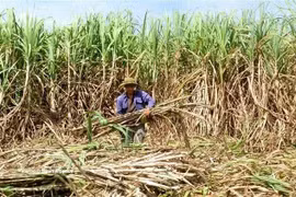 Indonesia moves to protect sugar industry with tougher import rules