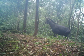A camera trap photo of a Chinese serow (Capricornis milneedwardsii) in the Dong Chau – Khe Nuoc Trong Nature Reserve (Photo published by VNA)