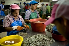 Migrant workers at a shrimp processing factory in Mahachai town in the suburb of Bangkok, Thailand. (Photo: AFP/VNA)