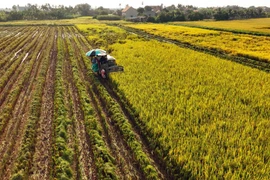 Vietnam’s agricultural transformation into global export powerhouse