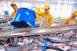 Workers at a processing line of a Vinh Hoan plant. (Photo: vasep.com.vn)