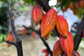 One of the precious cocoa varieties preserved at the Azzan Cocoa–Chocolate JSC in Buon Ma Thuot ward, Dak Lak province. (Photo: VNA)