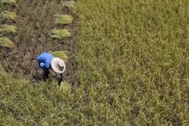 Thailand pushes carbon data use for net-zero emissions