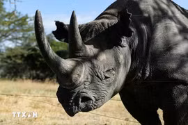 There are indications of a decline in genetic variety among Javan rhinos in the wild, according to an official of the Indonesian Ministry of Forestry. (Illustrative photo: Xinhua/VNA)