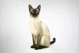 Thai cats possess distinctive physical and behavioural traits that clearly differentiate them from other breeds. (Photo: thailand.prd.go.th)