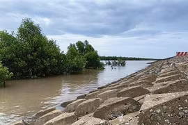 A sea dyke in Ca Mau supports coastal protection forests, helping build up mudflats and reduce erosion. (Photo: VNA)