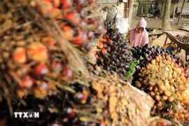Harvesting palm oil in Kuta Makmur district of Aceh province, Indonesia. (Photo: AFP/VNA)